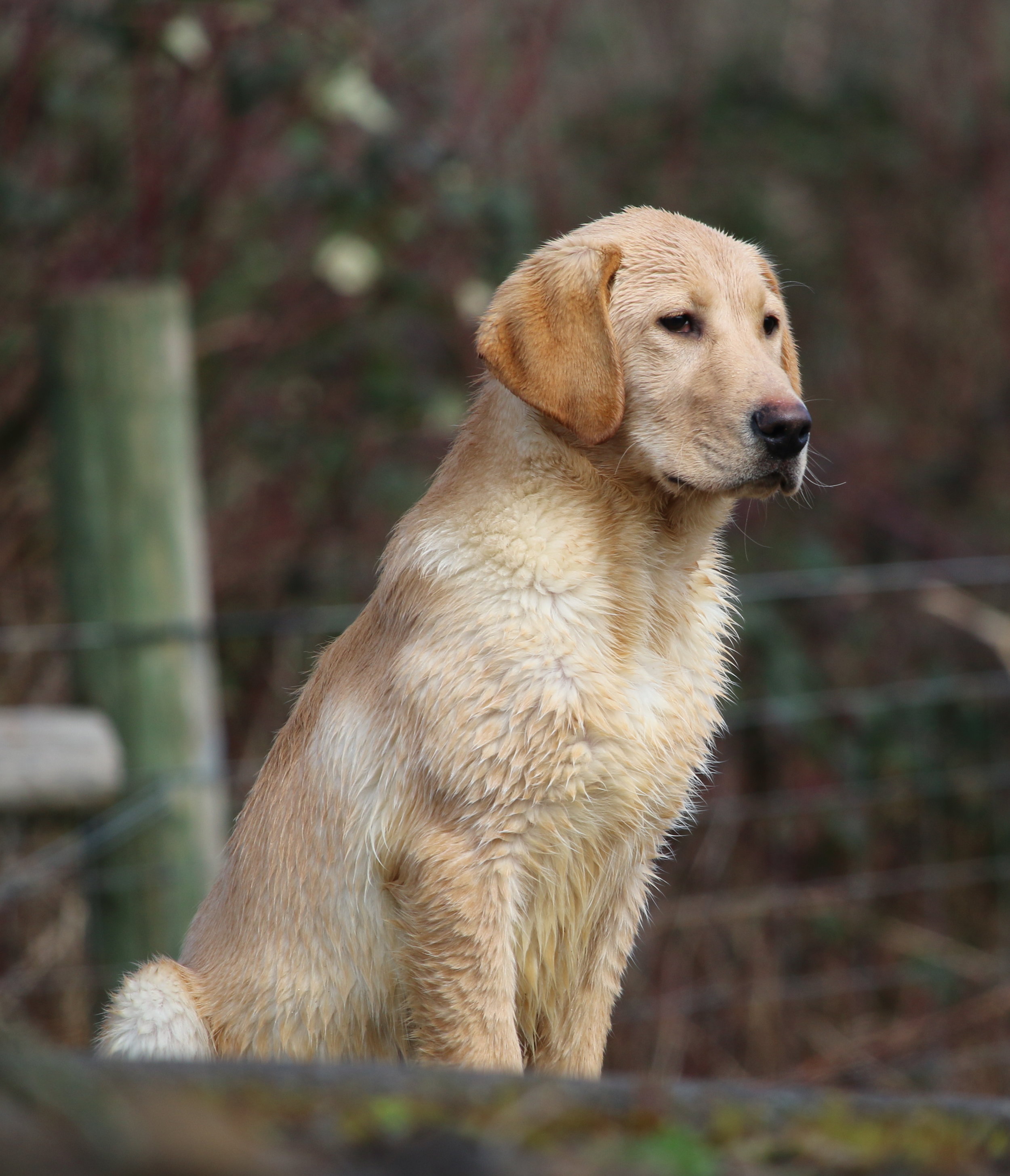 18 week old male puppy waiting to retreive