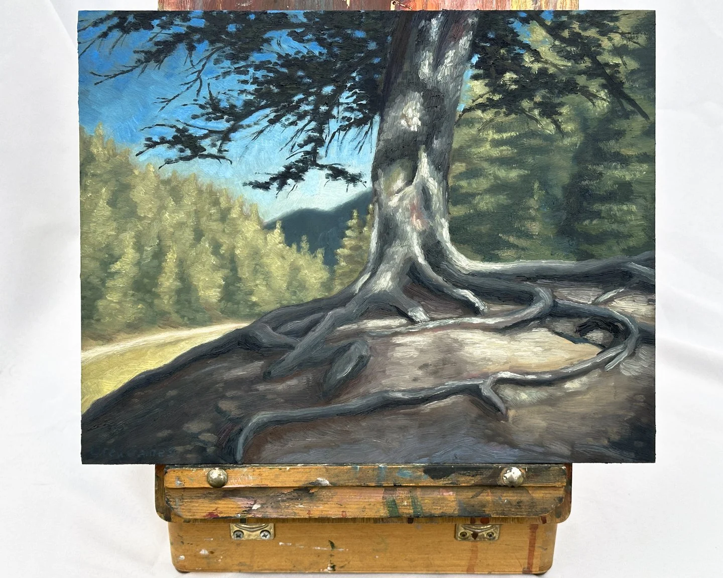 Tree at Bluff Springs-3.jpg