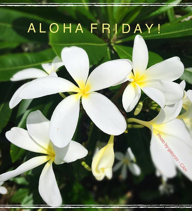 Aloha Friday! 🌺 #CAH #luckywelivehawaii #concierge #conciergelife #livingaloha #conciergehawaii #Hawaiianhospitality