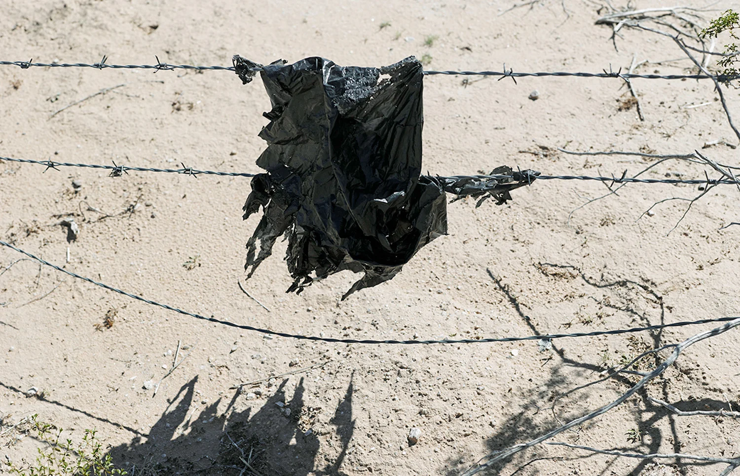 Wind-tattered bag caught on barbed wire, 2013