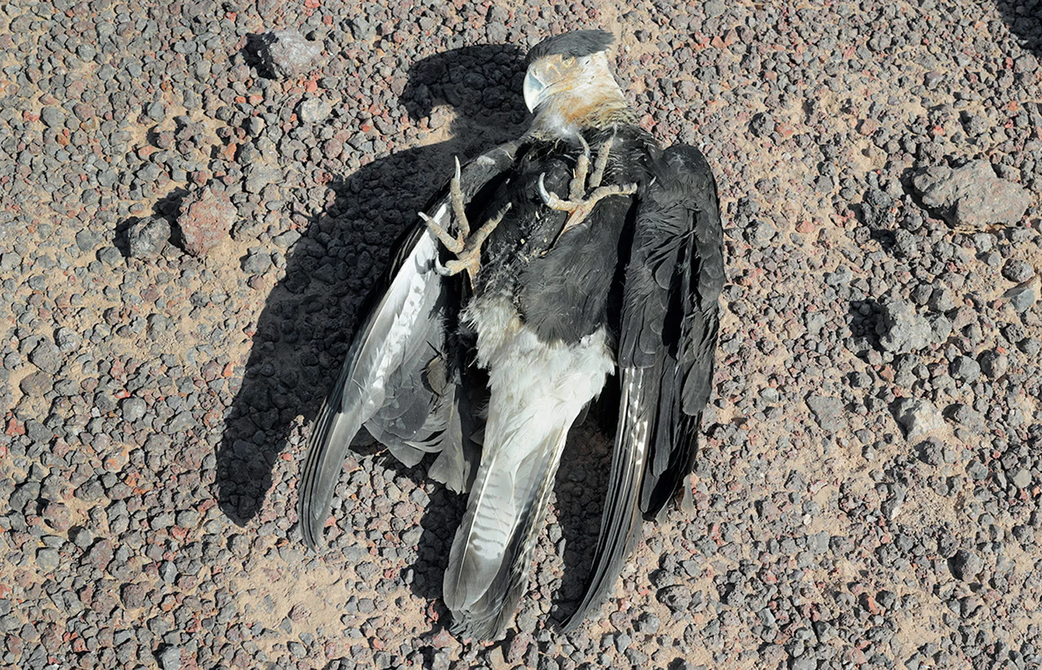 Eagle, found along the US-Mexico border, 2013