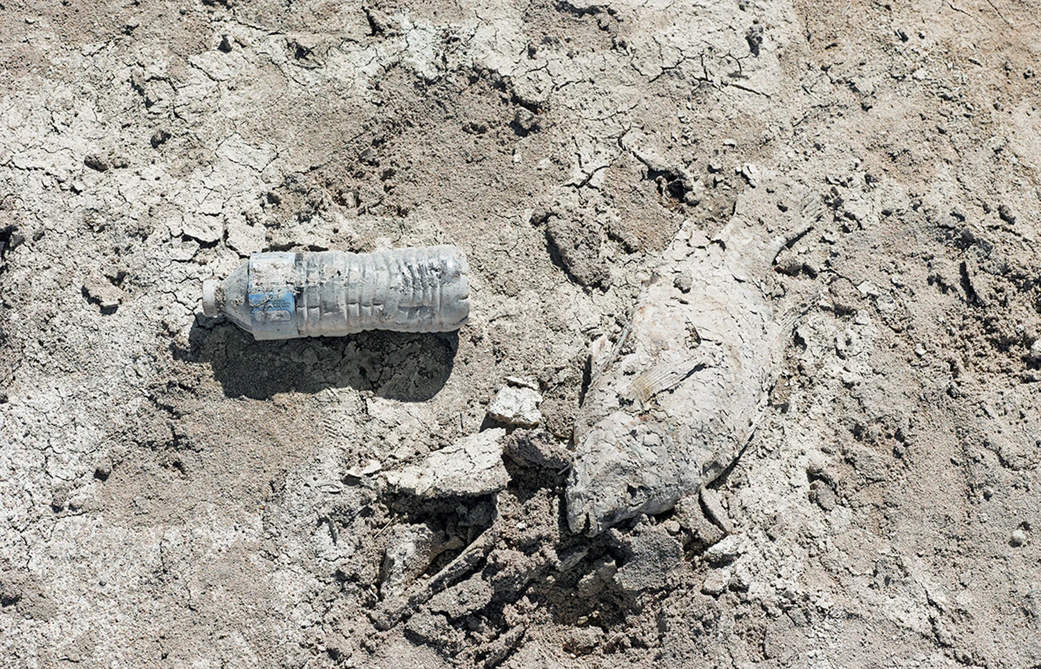 Fish in dried riverbed, Gila River, 2013