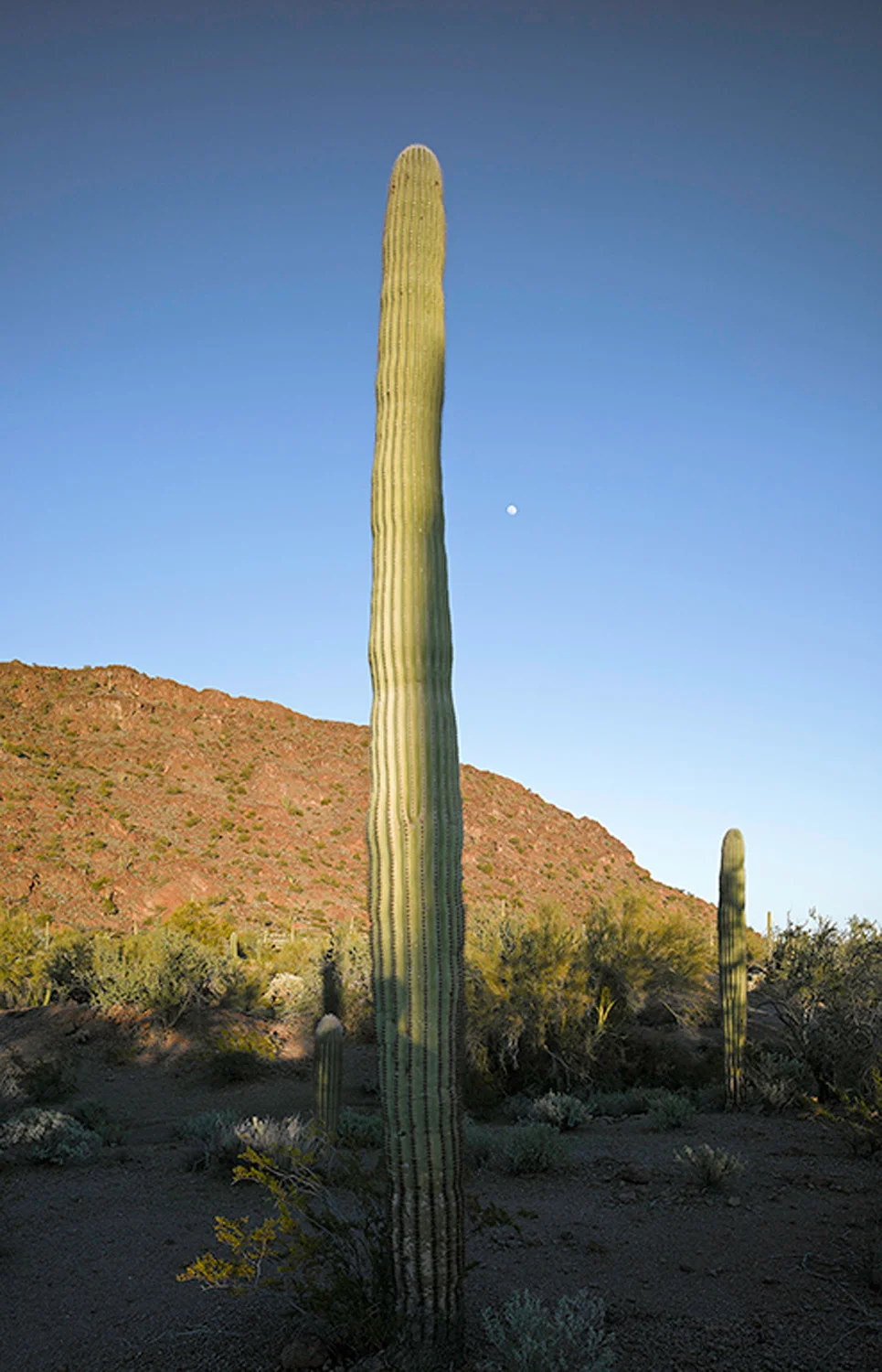 Saguaro before sunset with shadow and moon 2013