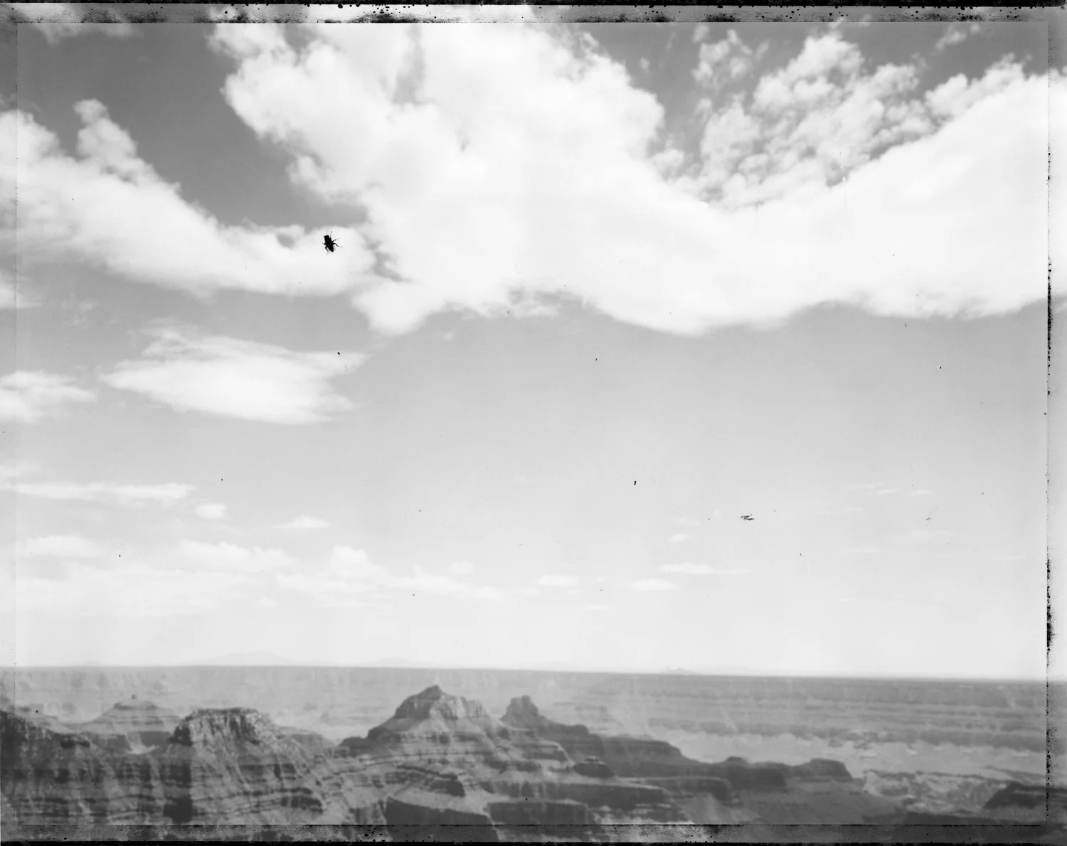Fly, north rim, Grand Canyon, 2004