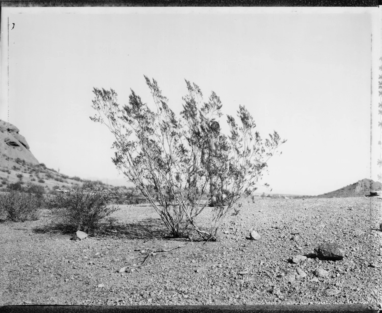 Man behind Creosote bush, Phoenix, AZ, 1982