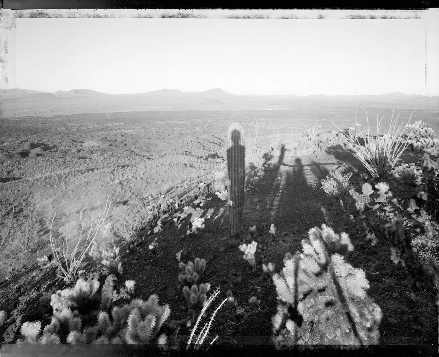 Self portrait with saguaro about my same age, Sonora Mexico