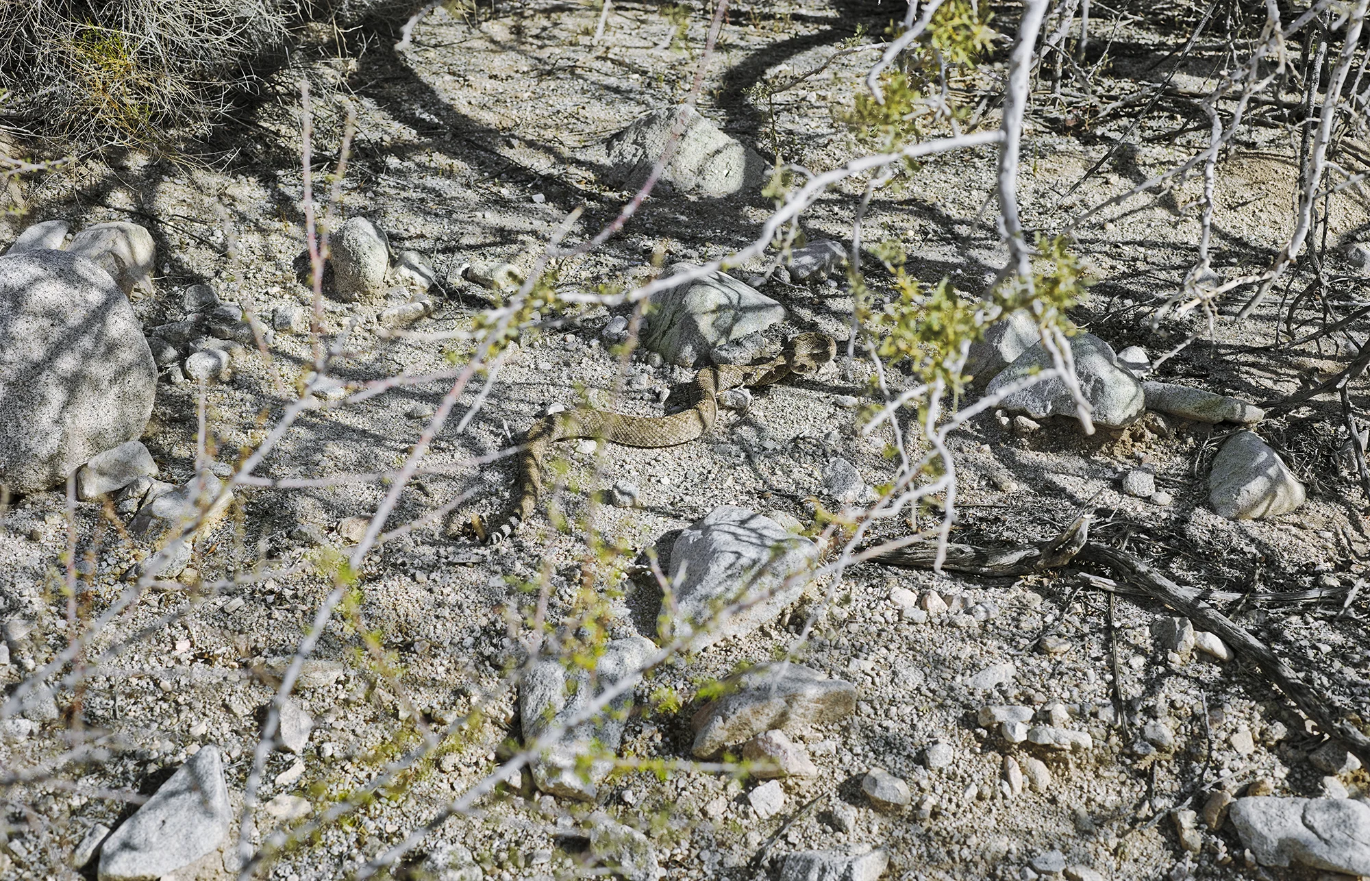 Rattlesnake attempting to flee, 2013