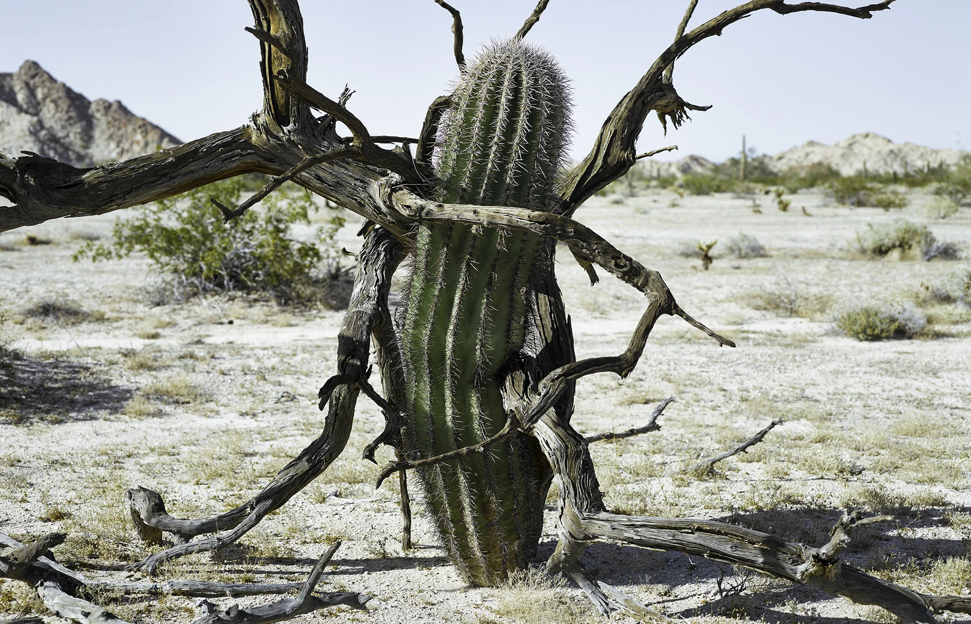 Saguaro gripped by ironwood tree, former nurse plant, 2014