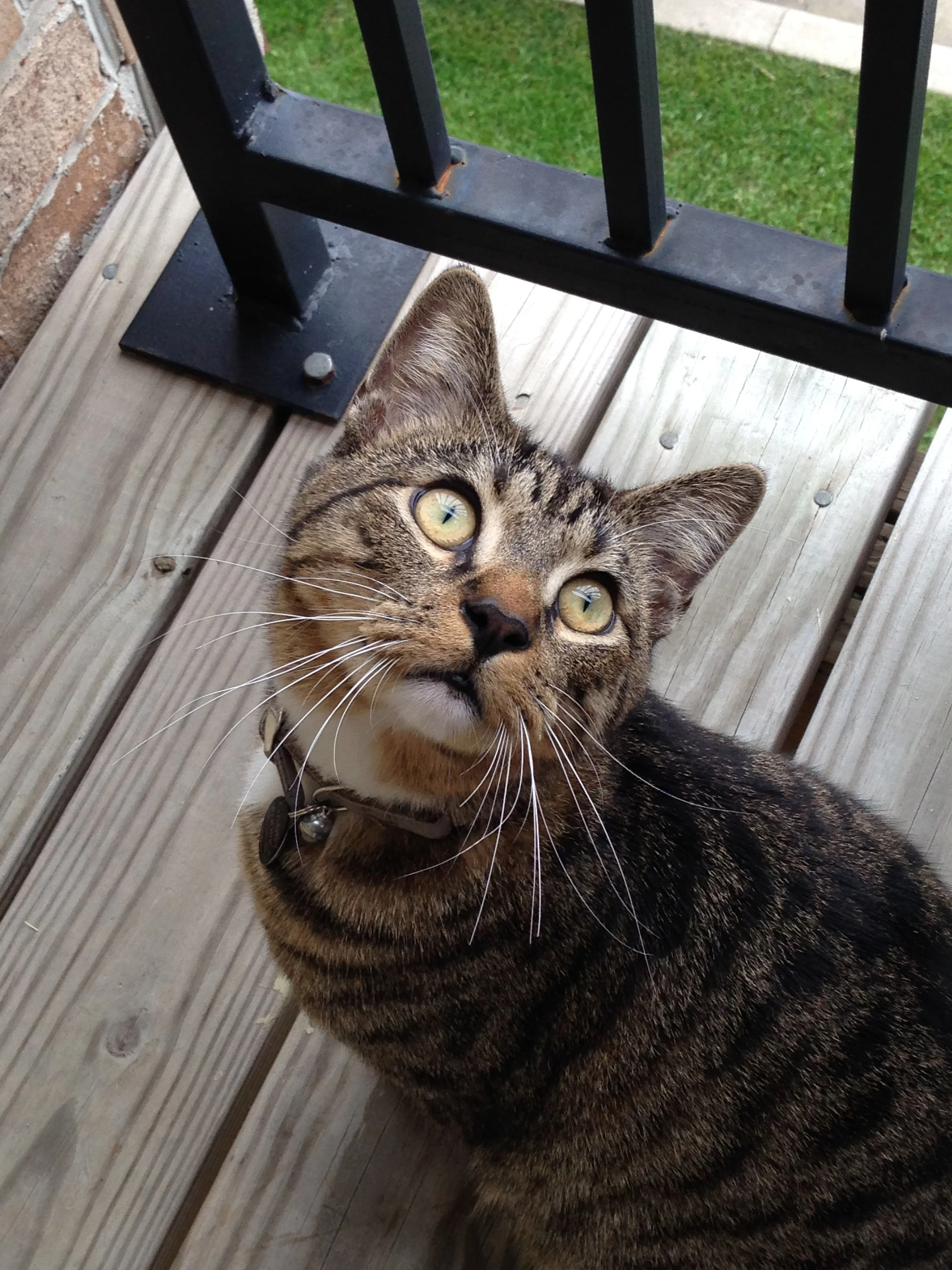 MUSIC: Kitten Lullaby