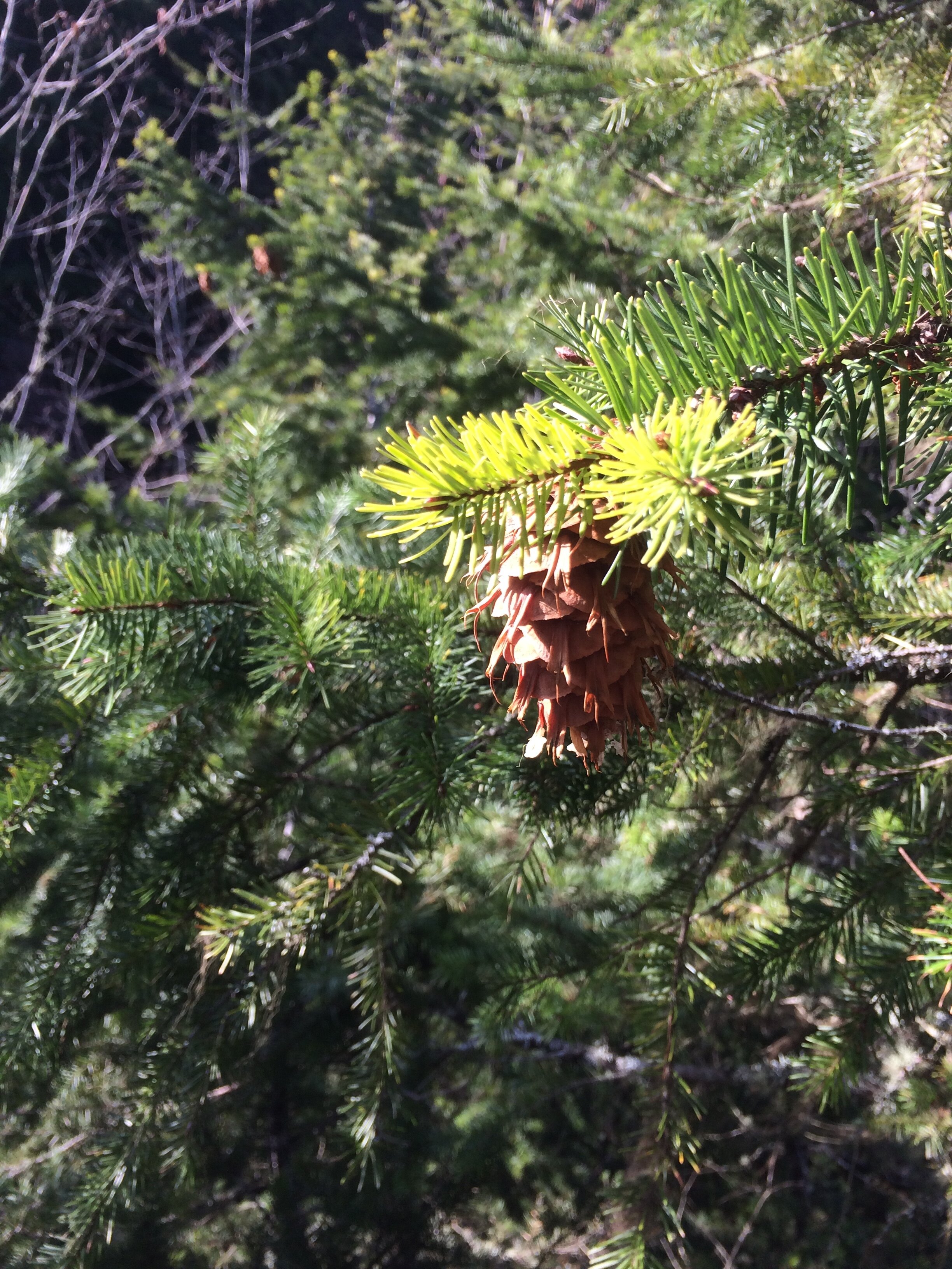 fir tip and cone .JPG