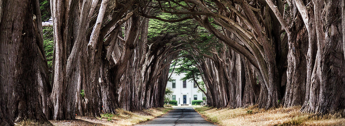 Tree Canopy.png