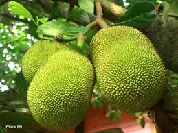 Jackfruit.  What the heck is that?