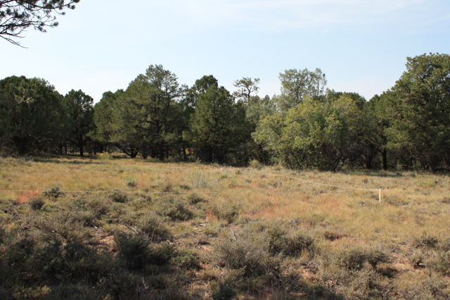 Our land, situated on top of Log Hill Mesa, 7500 feet elevation. Many Pinon, Ponderosa Juniper, Sage and Oak call this place home. We hope to also someday. 