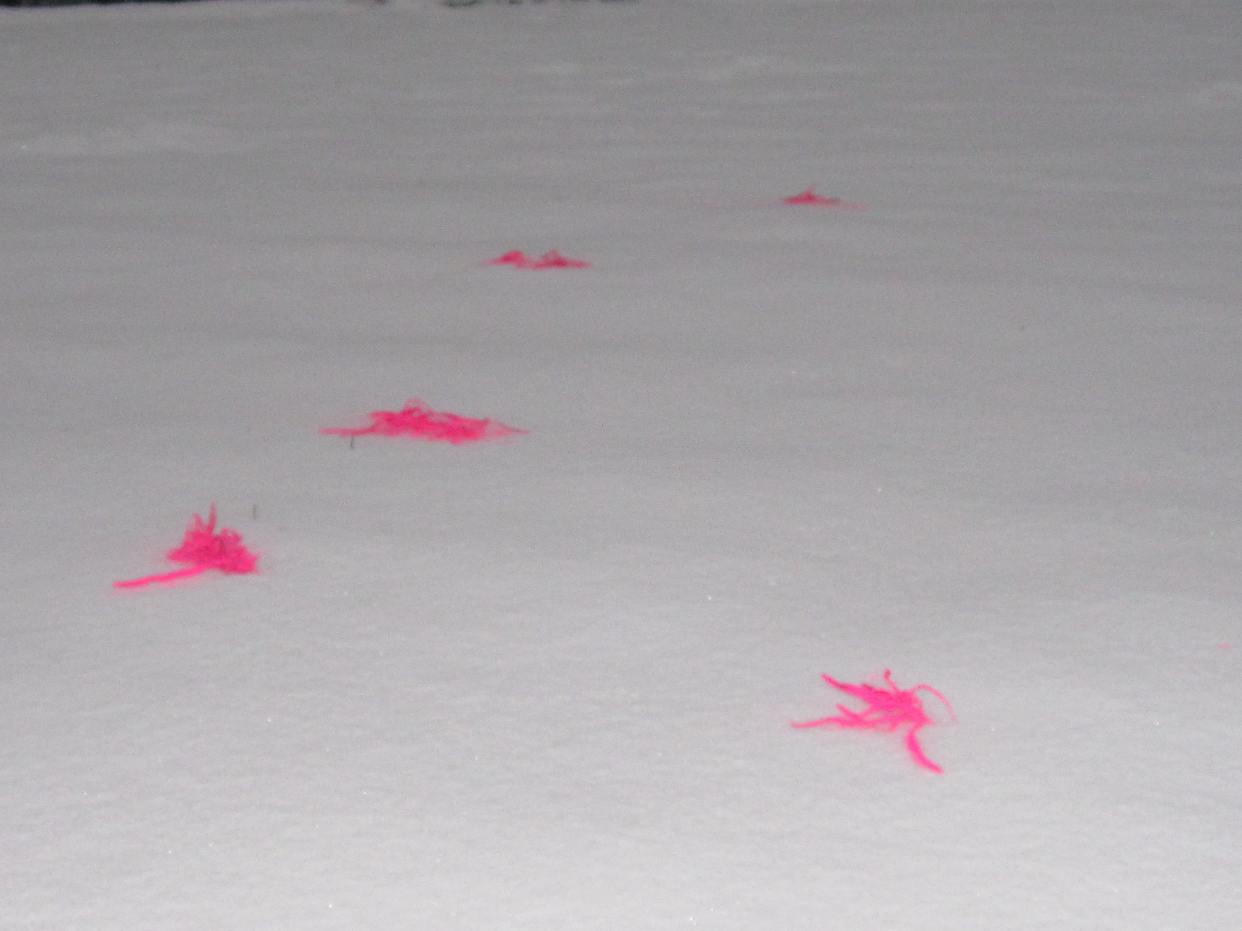 Pink Grasses