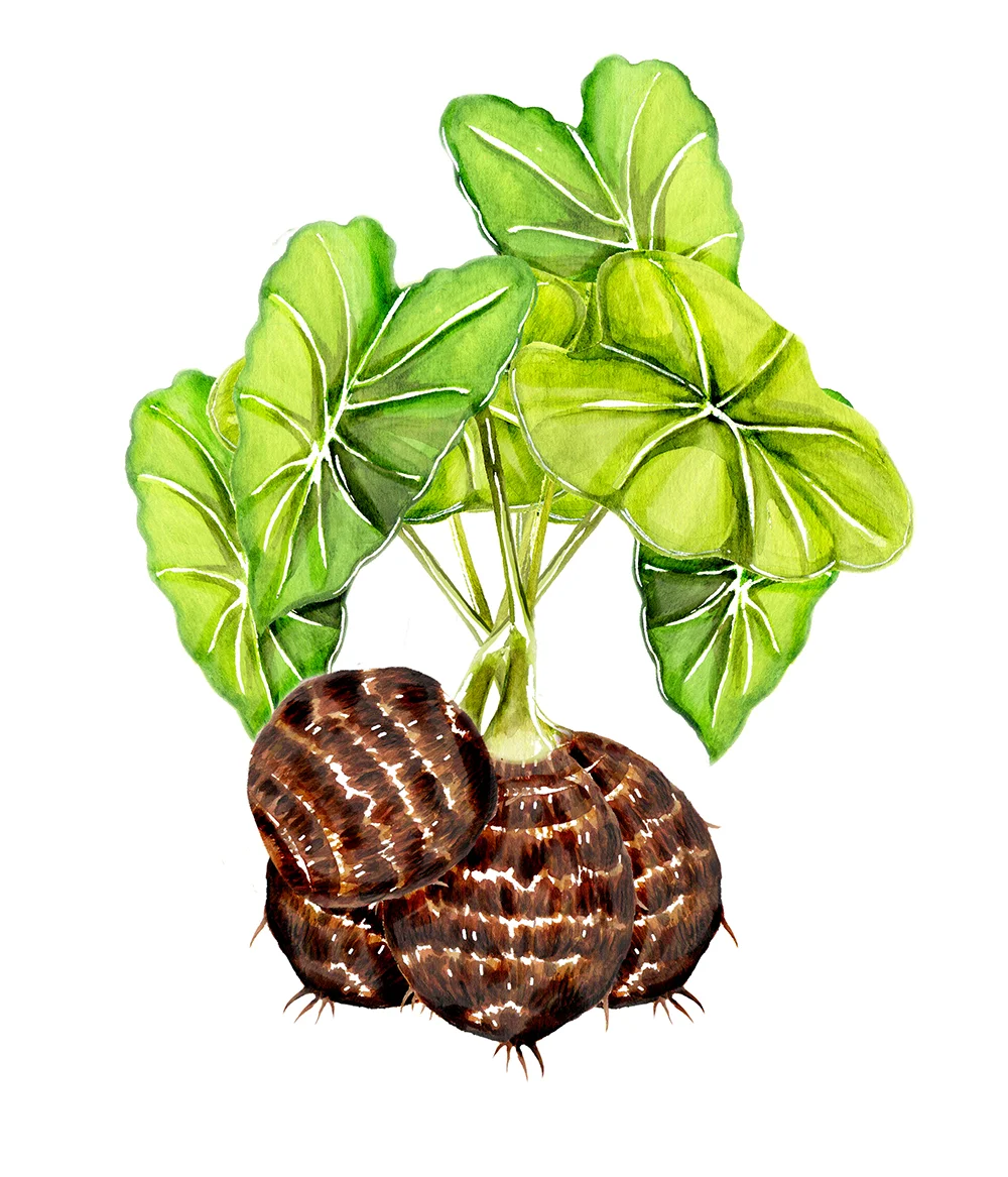 Satoimo Plant (Yam Plant)