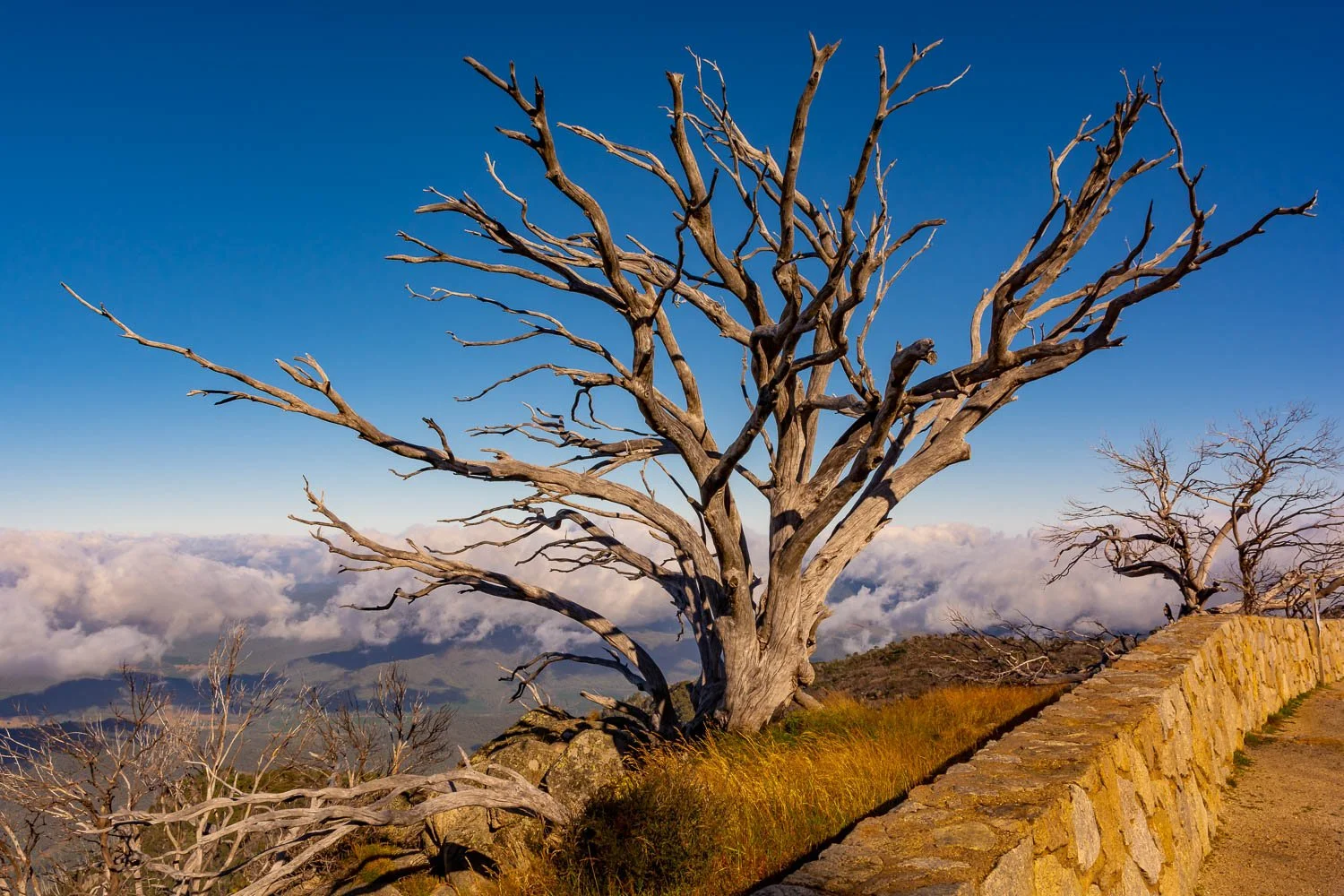 20230307_Mt Buffalo_0001.jpg