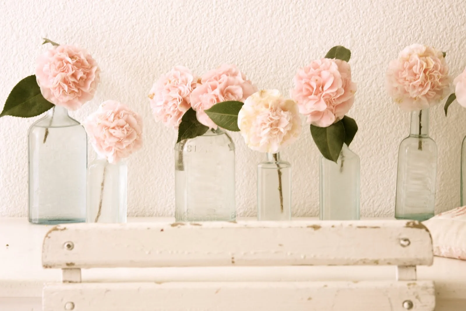 Peony Love