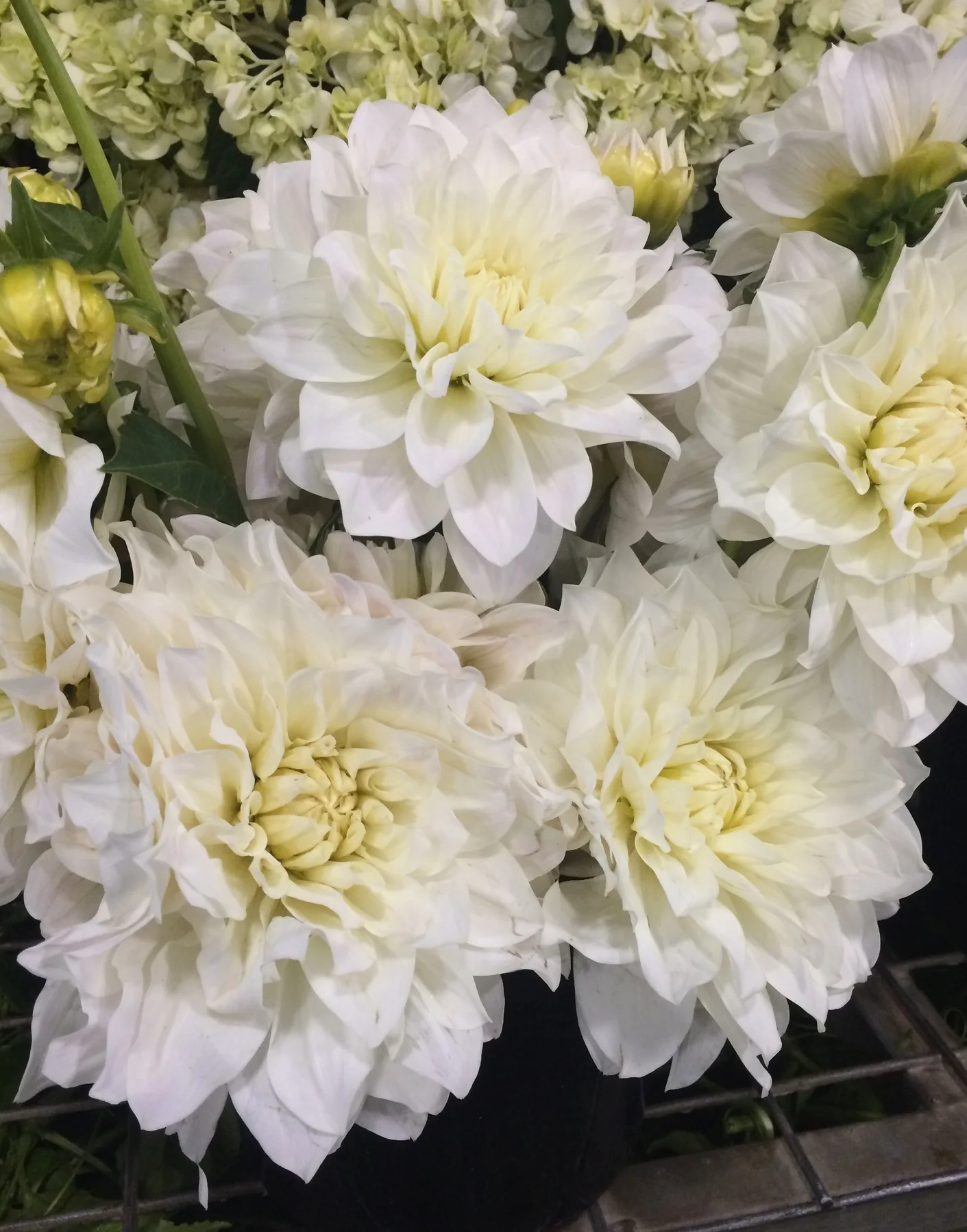 Dahlia spp.
