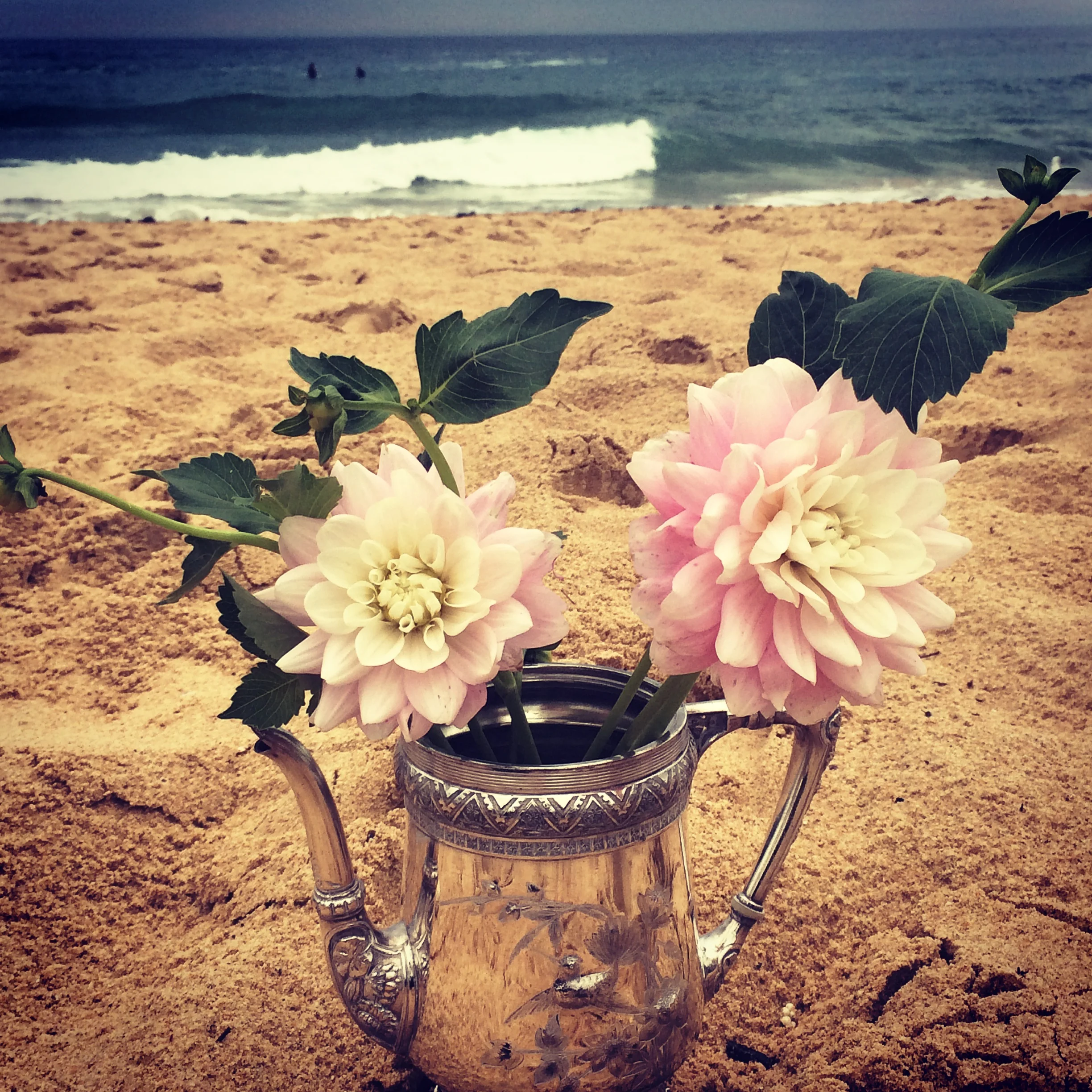 Pink Dahlia's