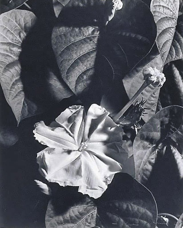 MOONFLOWER at night 1982 by Max Dupain 🤍

#moonflower #everything_imaginable #florist #sydney