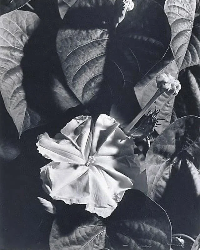 MOONFLOWER at night 1982 by Max Dupain 🤍

#moonflower #everything_imaginable #florist #sydney