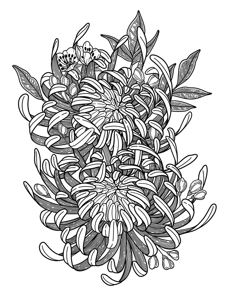 chrysanthemum.jpg