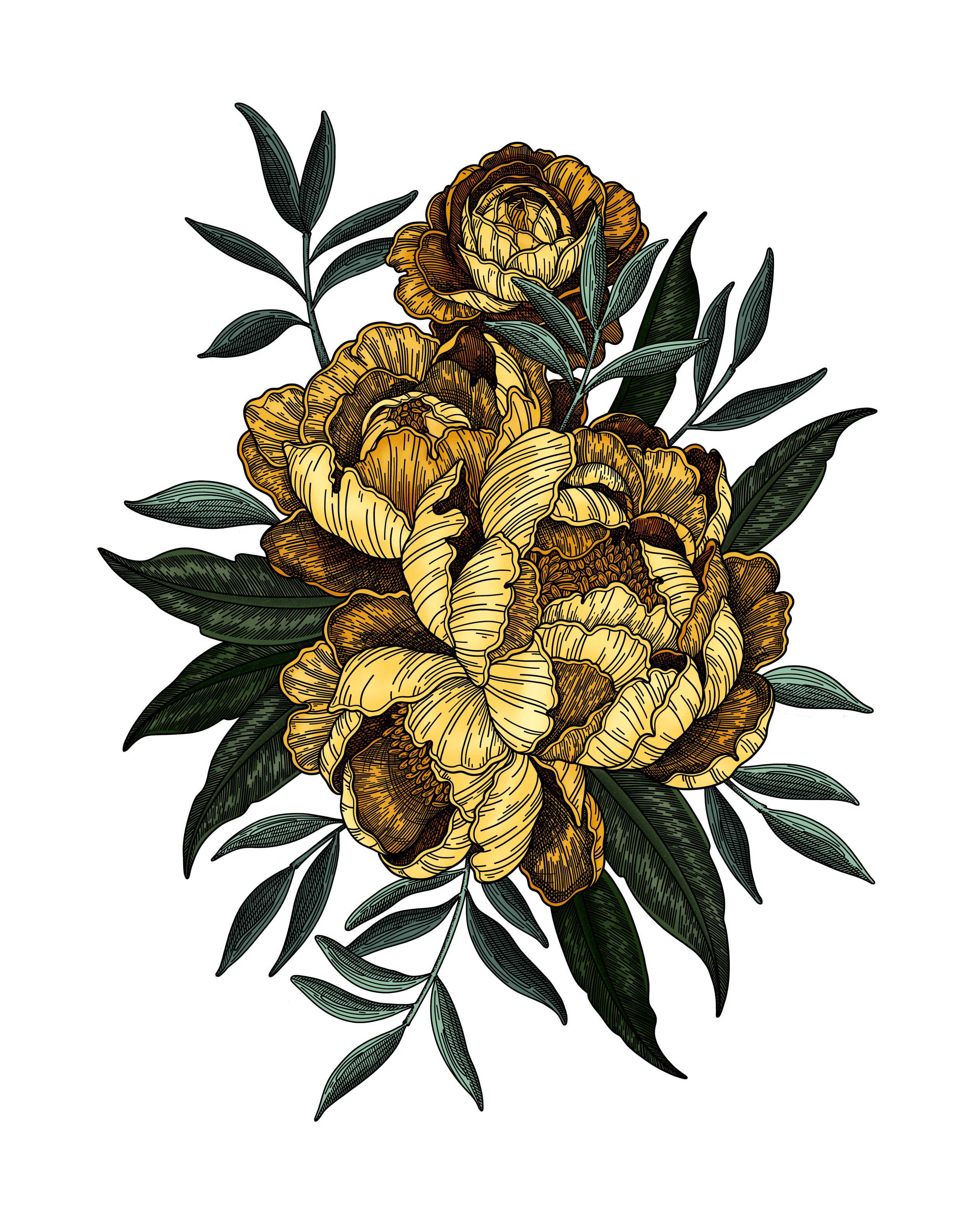 Peony Collection 1(color).jpg