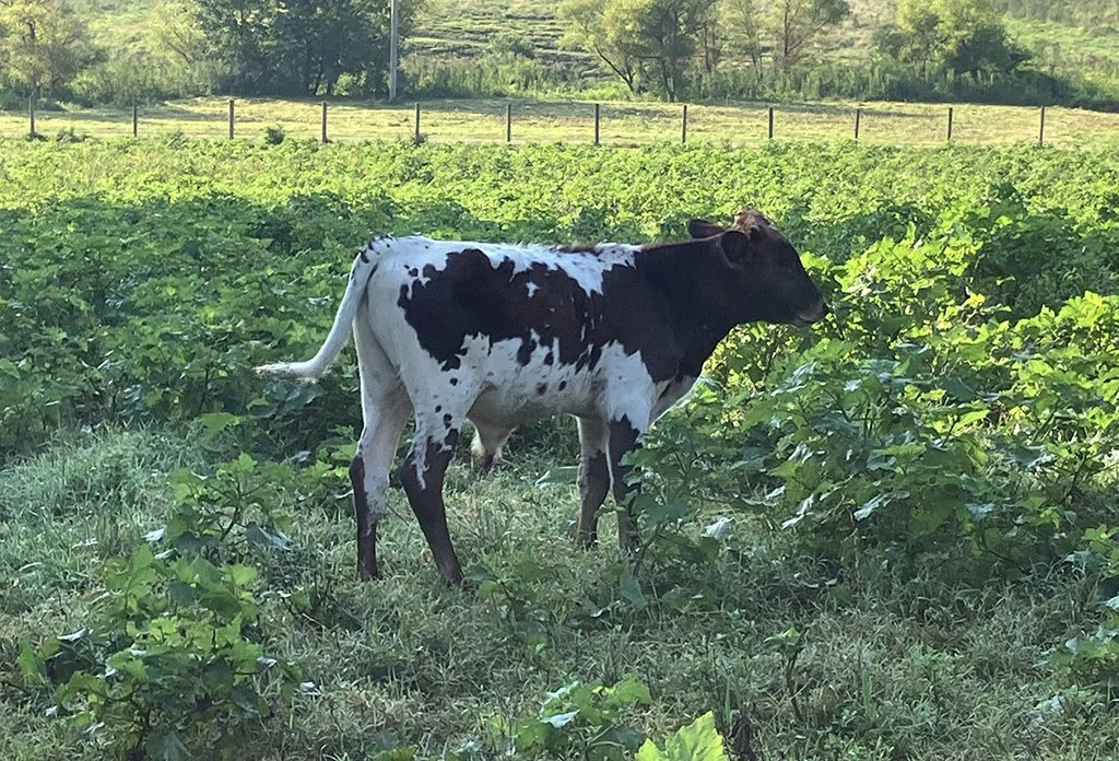 Texas Longhorn Bull, TLBA (register upon request)