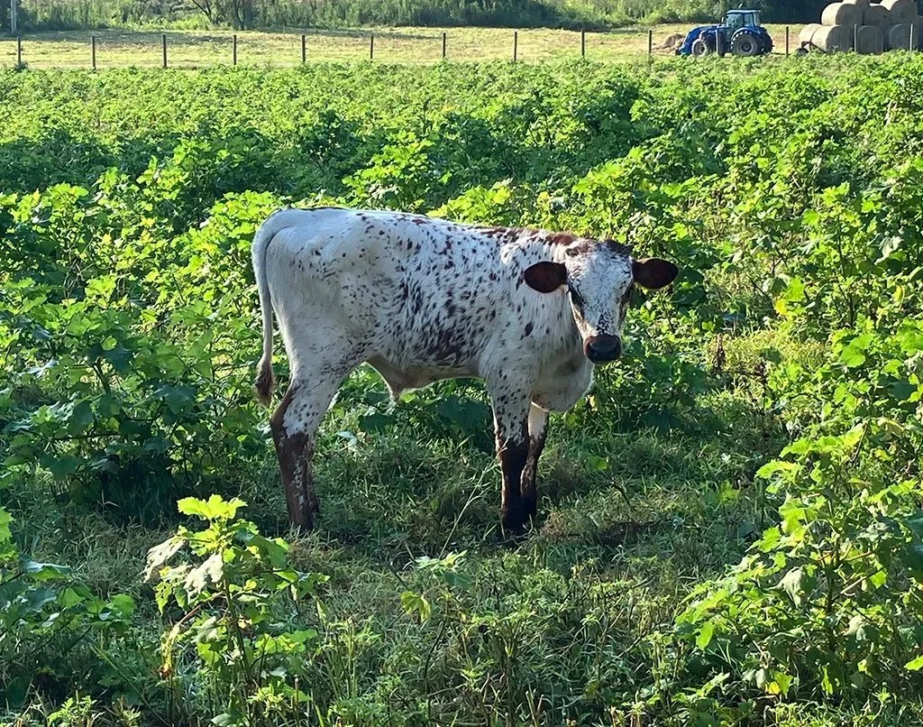 Texas Longhorn Bull, TLBA (register upon request)