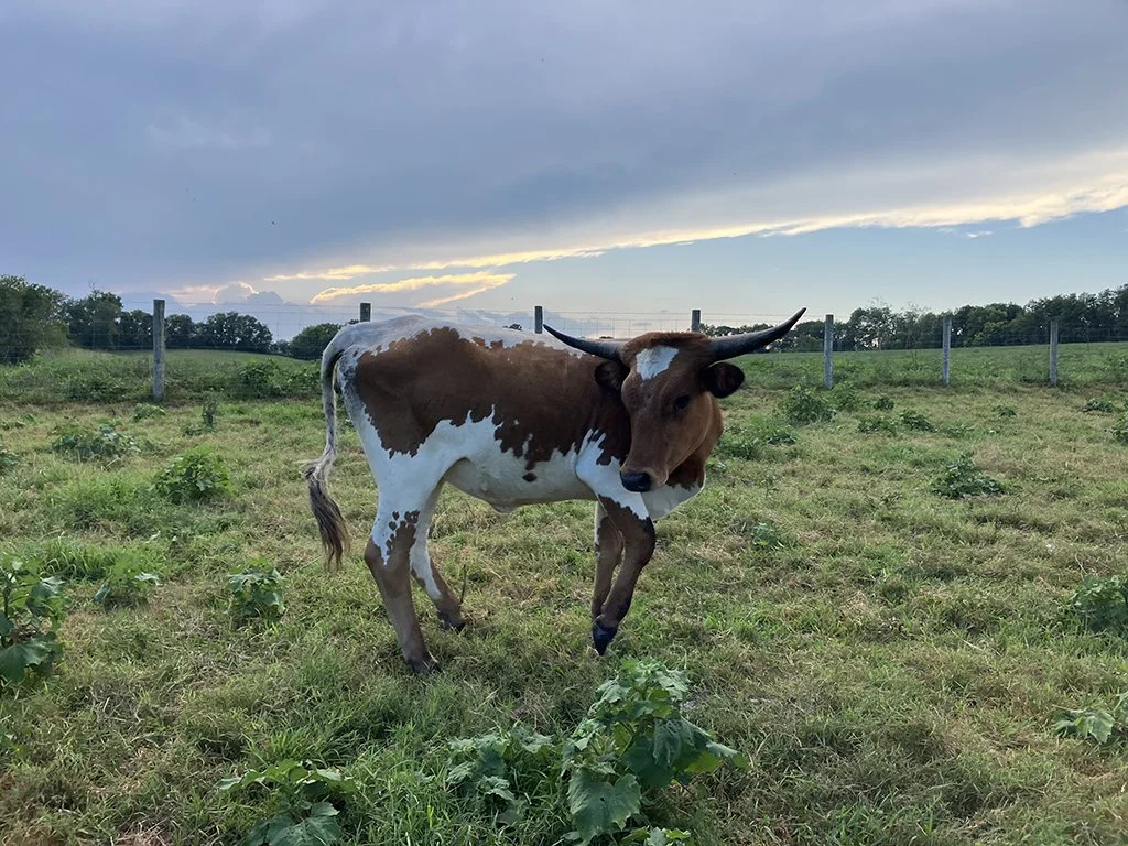 Texas Longhorn Heifer, TLBA (register upon request)