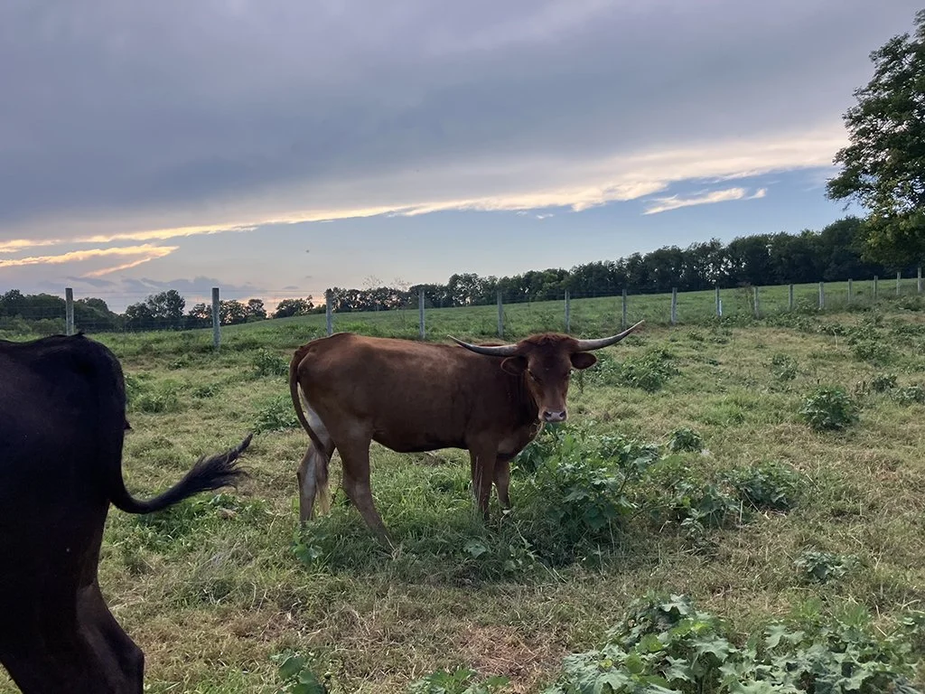 Texas Longhorn Heifer, TLBA (register upon request)