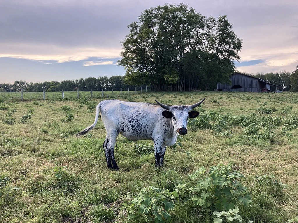 Texas Longhorn Heifer, TLBA (register upon request)
