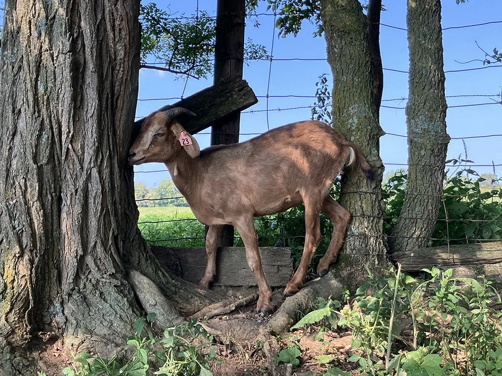 KIKO DOELING
