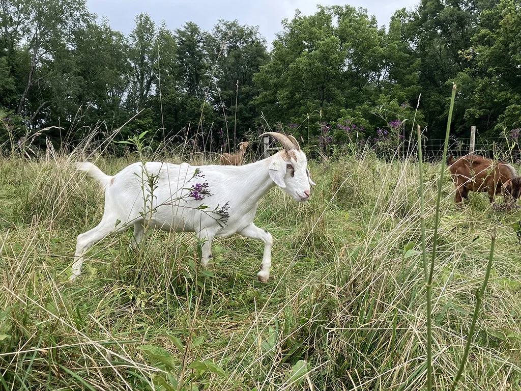 KIKO Doeling