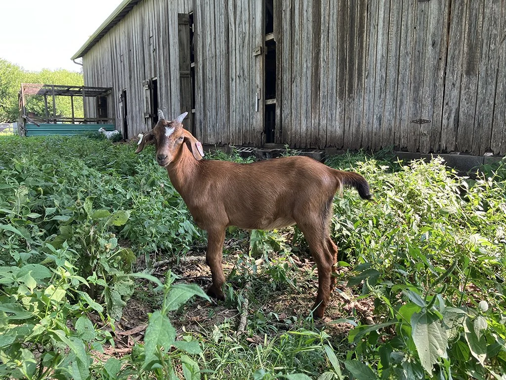 KIKO Doeling