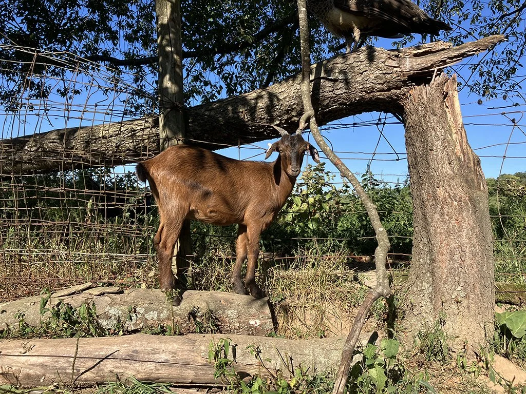 KIKO Doeling