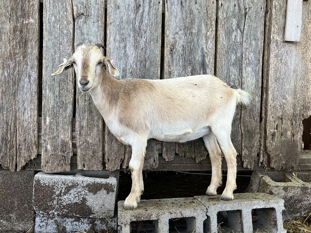 KIKO Doeling