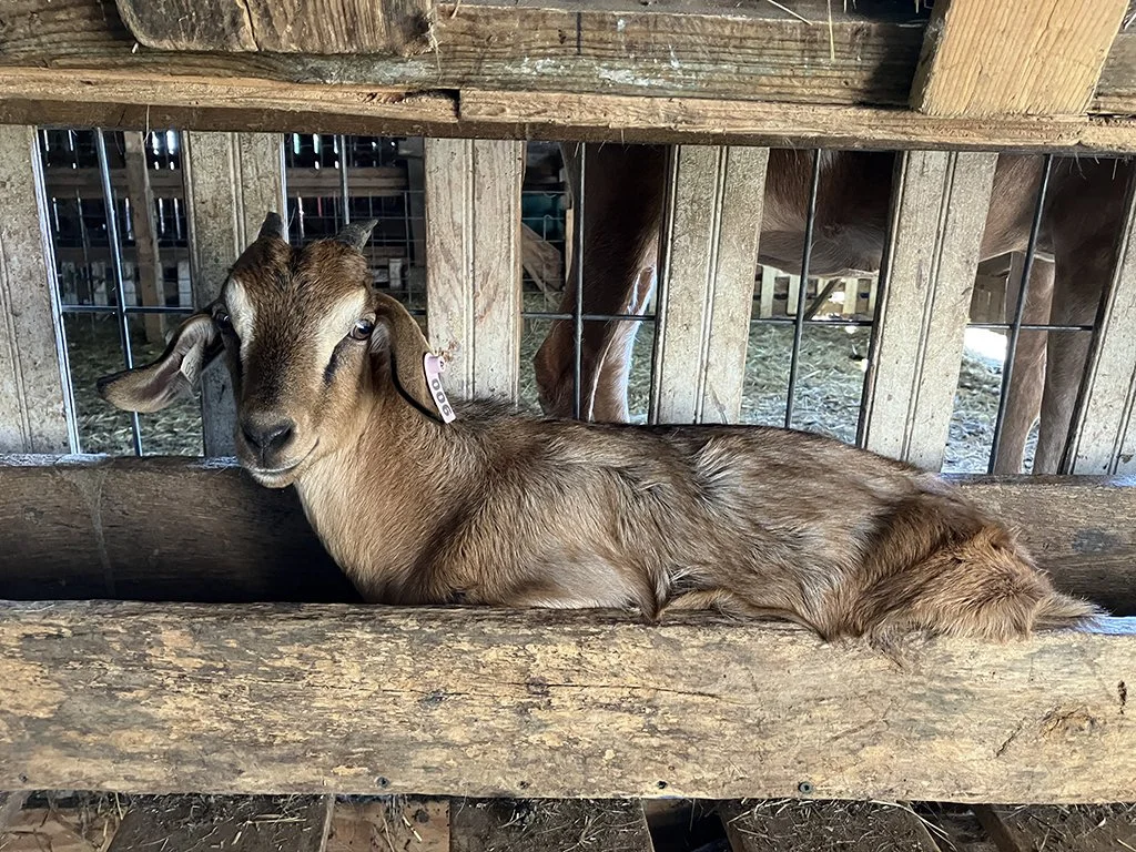KIKO Doeling