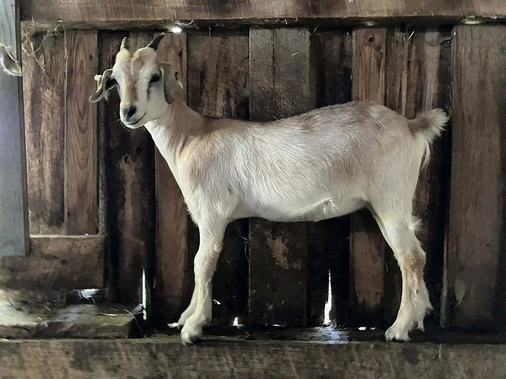 KIKO Doeling