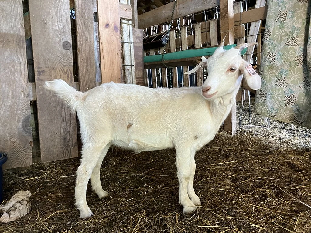KIKO Doeling