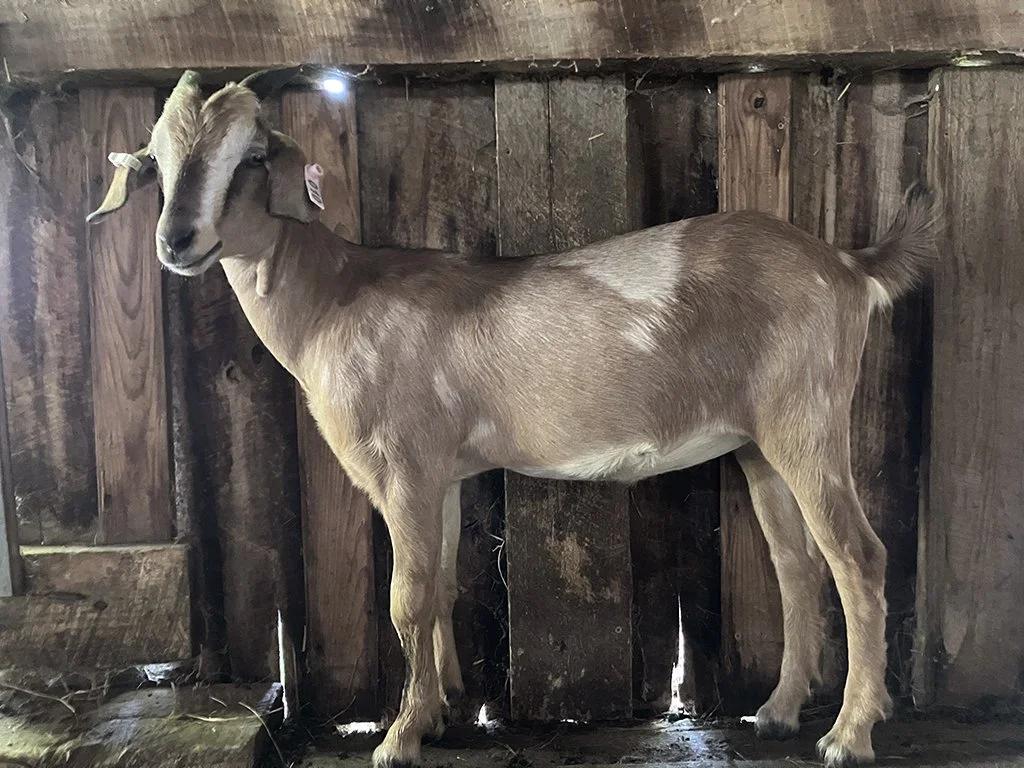 KIKO Doeling
