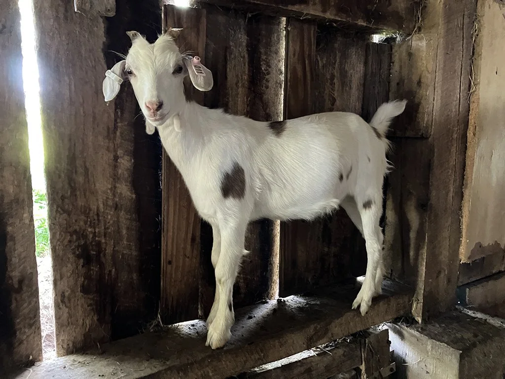 KIKO Doeling