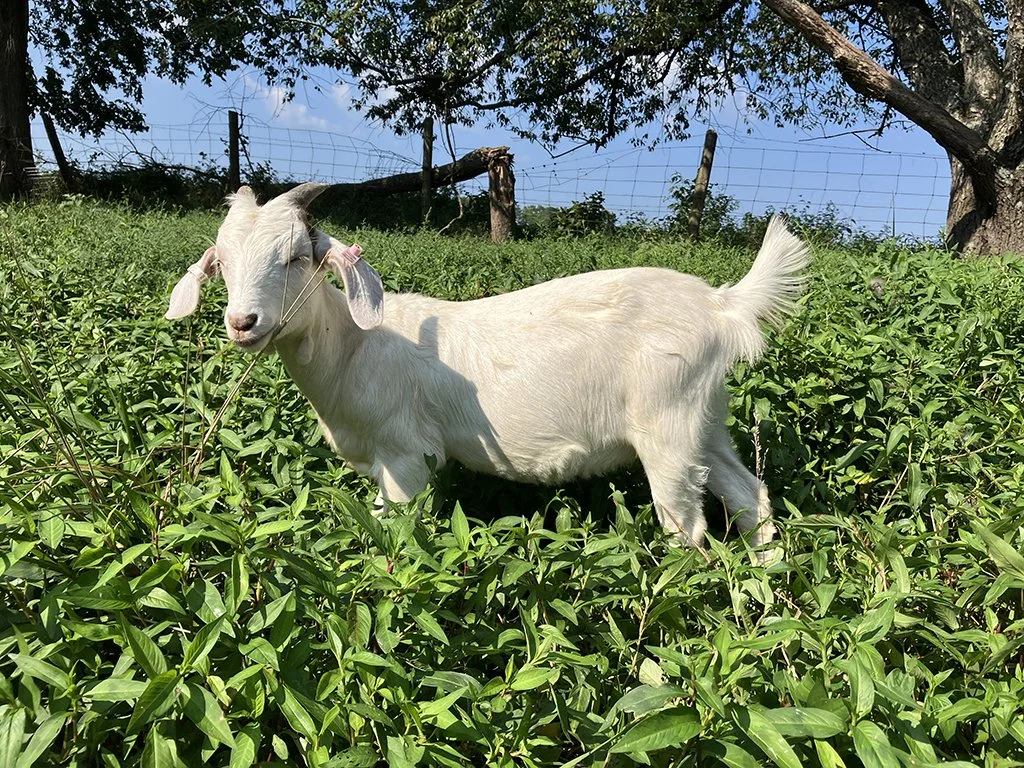 KIKO Doeling