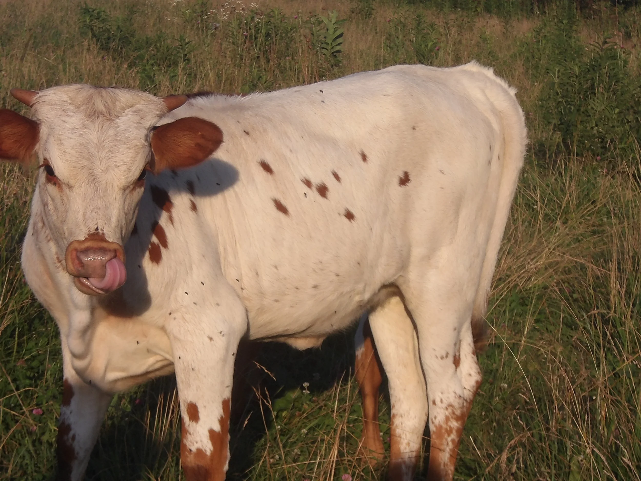 Texas Longhorn Heifer, SPOT 