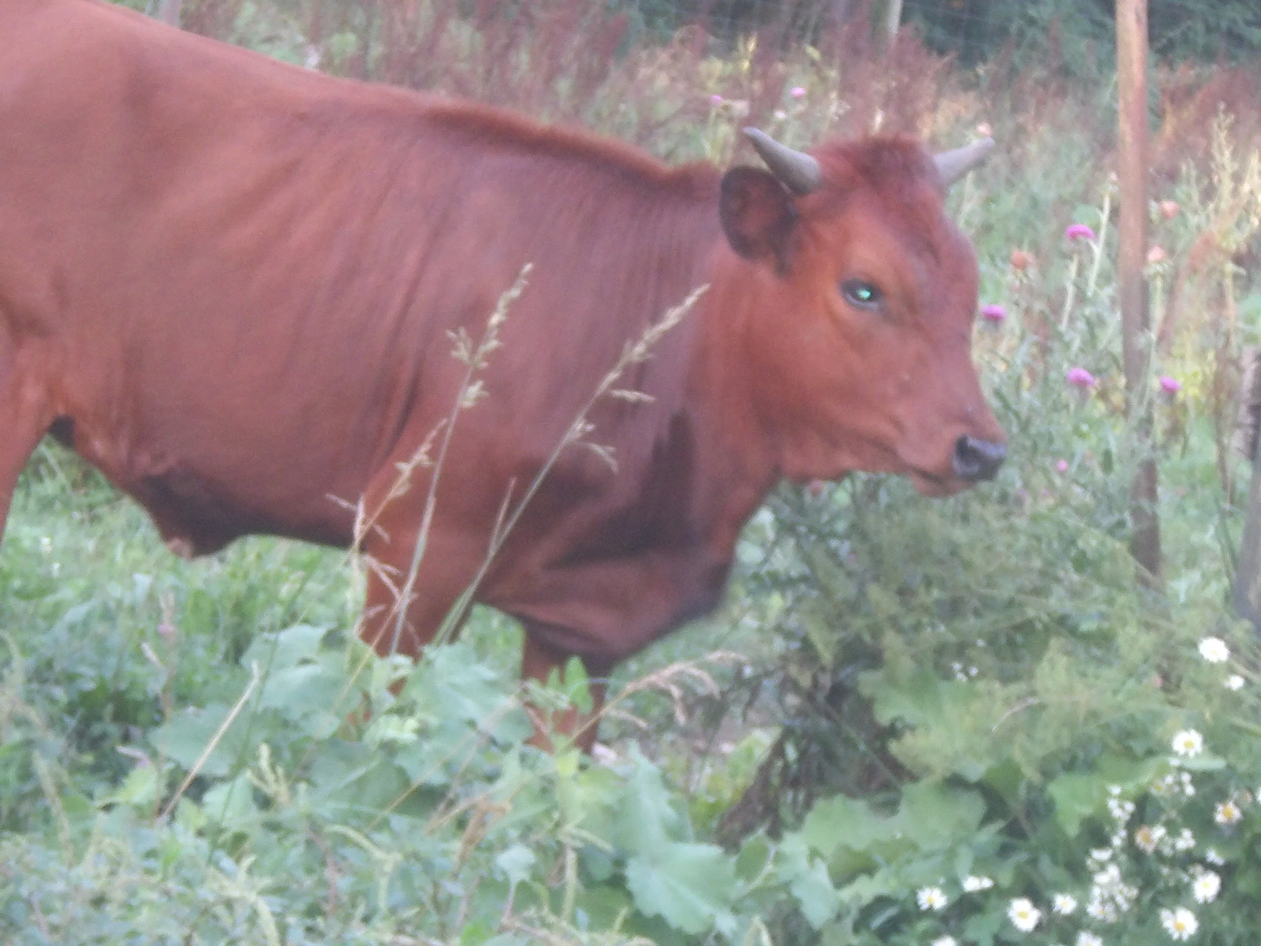 Texas Longhorn Heifer, BELLA
