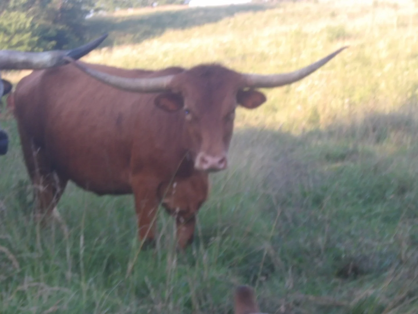 Texas Longhorn Heifer, TERRACOTTA