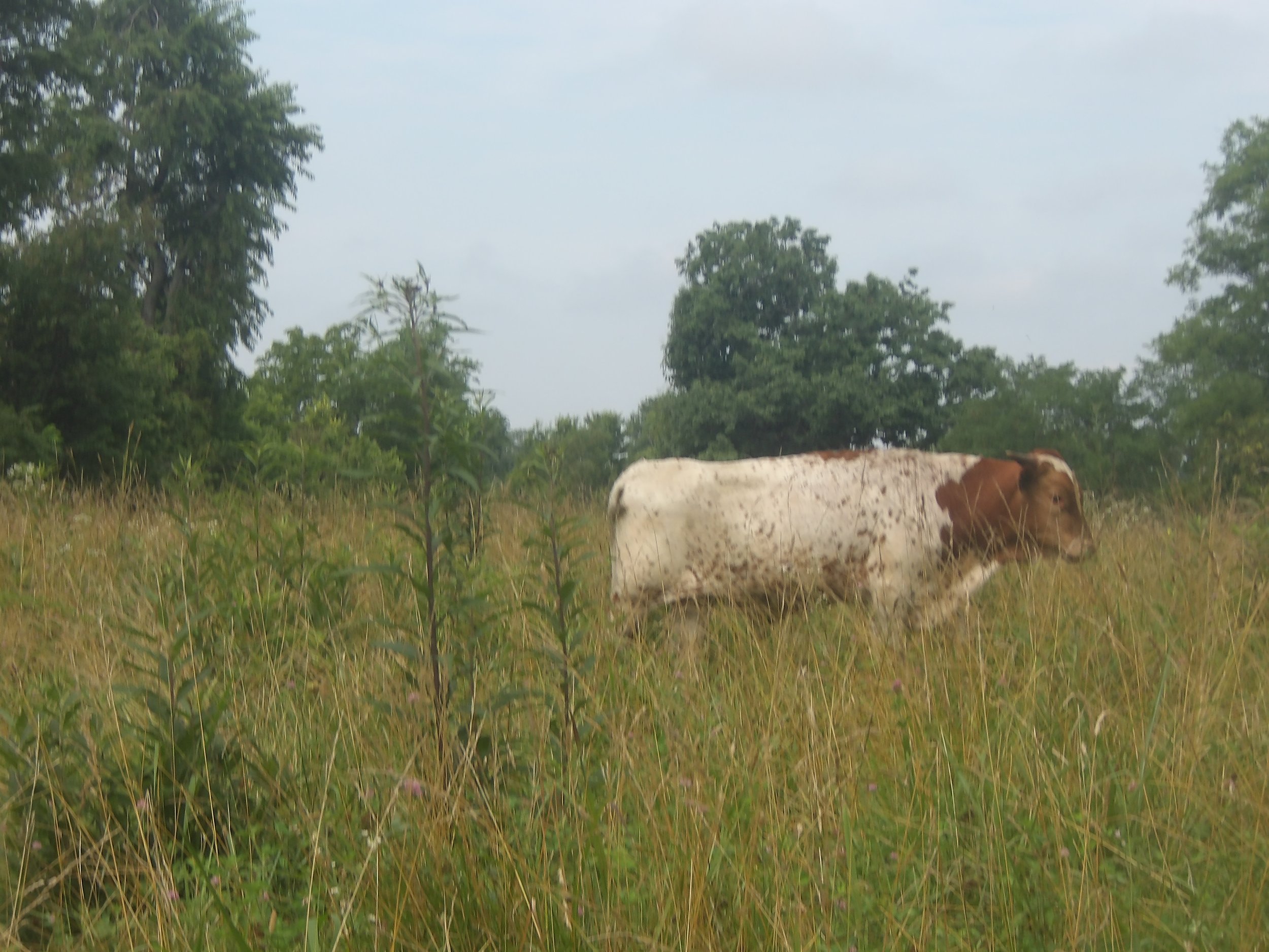 Texas Longhorn, Bull