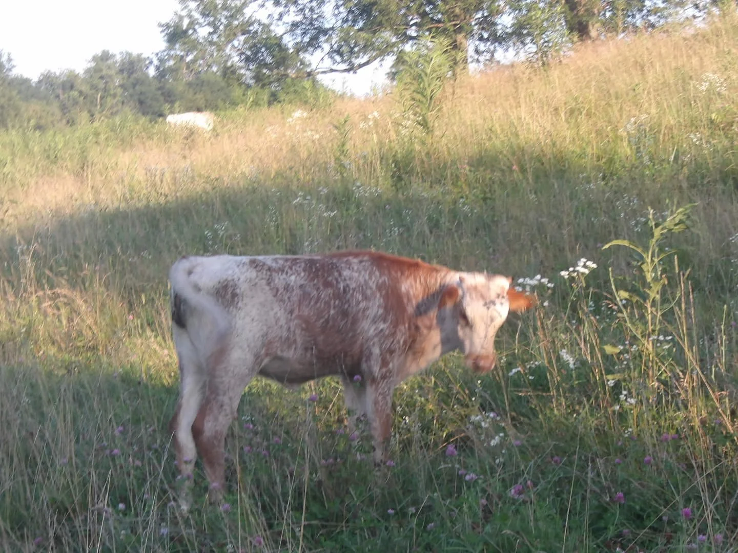 TEXAS LONGHORN HEIFER, MOKA