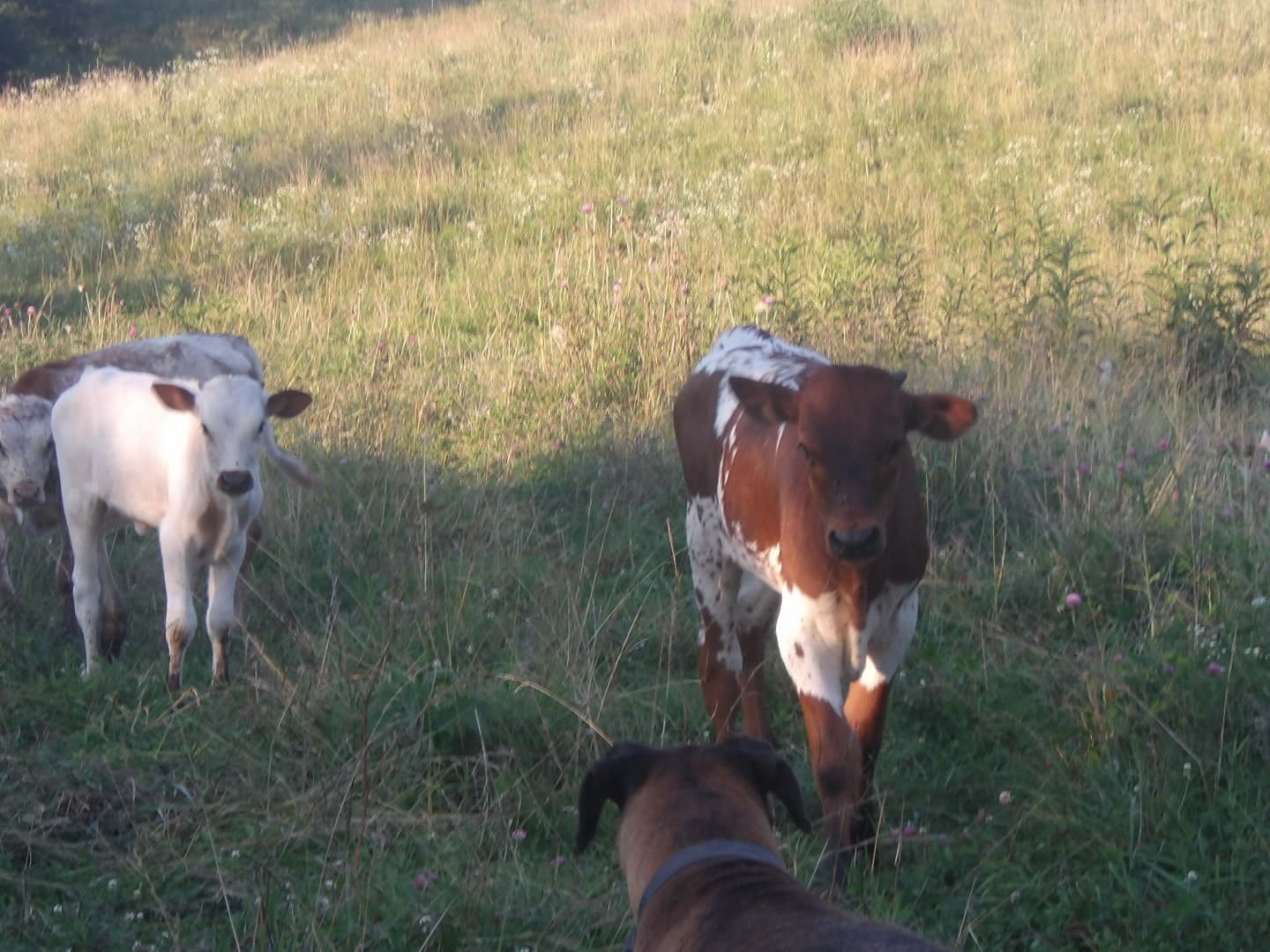 Texas Longhorn Calves