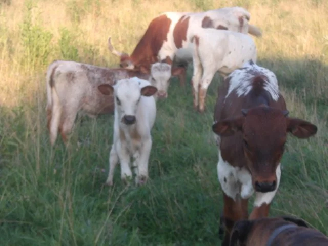 4 calves.jpg
